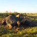A concern has been raised after a disease claims eight jumbos in Tanzania. www.exchange.co.tz
