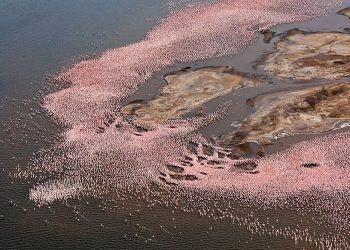 Flamingos at L. Bogoria National Park. The UNDP has launched the sixth phase of the Global Environment Facility (GEF) for the Small Grants Programme worth USD 4 Million in Kenya and using culture to conserve environment. www.exchange.co.tz
