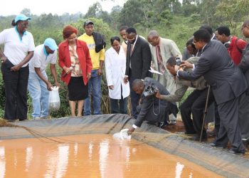 CAVS launches a fish farming project. The Kisumu innovation technology hub LakeHub and Pinovate have created AquaRech and Liquid is using IoT to help increase fish production. www.exchange.co.tz