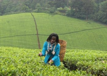 Pakistan is the biggest consumer of Kenyan tea, buying more than 40 percent of the total production in Kenya, earning approximately Sh60 billion a year - The Exchange