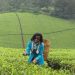 Pakistan is the biggest consumer of Kenyan tea, buying more than 40 percent of the total production in Kenya, earning approximately Sh60 billion a year - The Exchange