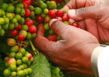 Coffee cherries. Kenya has set aside a Kshs 3 billion cherry fund kitty for coffee farmers but questions abound on whether this will turn around the dying sector. www.exchange.co.tz