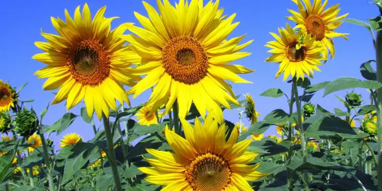 A sunflower farm. Bidco Africa has enlisted DigiFarm in Makueni County to increase sunflower suppliers. www.exchange.co.tz