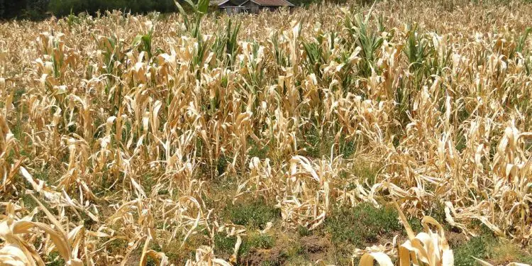 A maize crop failure. Rainfall deficits and failure in the Horn of Africa Region threaten economic and intercommunal instability due to limited resources. theexchange.africa