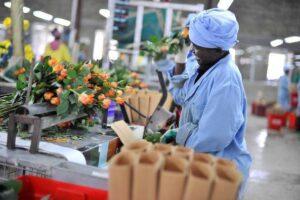 Kenya's Rose exports face EU Scrutiny