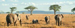 After Israelis, Tanzania expects Chinese tourists Tourism Tanzania-The Exchange