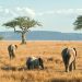 Tourism Tanzania-The Exchange