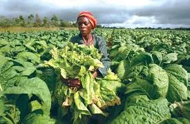 Tobacco growing in Tanzania may get a boost if plans by the government to increase sales are successful. theexchange.africa