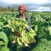 Tobacco growing in Tanzania may get a boost if plans by the government to increase sales are successful. theexchange.africa