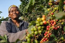Unlike its competitors, coffee sector in Kenya lacks cultural attachment