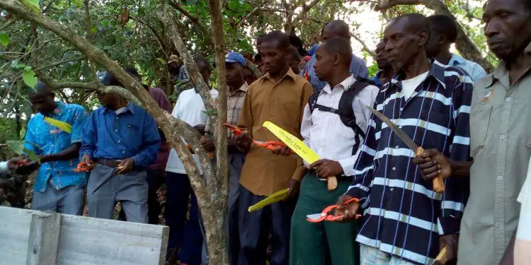 Pruning tools distributed to farmers to help with their crops management. Women and youth will reap more from Rwanda’s coffee farming following the extension of Nestlé and Sucafina partnership for the next three years www.theexchange.africa