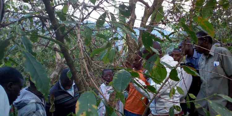 Some of the coffee farmers from Rwanda undergoing practical training on weeding, pruning and mulching at Nyamyumba. Women and youth will reap more from Rwanda’s coffee farming following the extension of Nestlé and Sucafina partnership for the next three years www.theexchange.africa