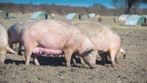 African Swine Fever outbreak reported in Heilbron, Free State asf - The Exchange www.exchange.co.tz
