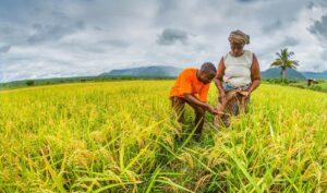 African women rice farmers to benefit from ESABN project Rice Farming-The Exchange