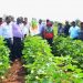 A Kenyan Delegation in a Bt cotton field in Aurangabad, central India. President Uhuru Kenyatta commissioned the revamped Rivatex textile factory in Eldoret town oblivious of the challenges staring the company’s success in the eye www.theexchange.africa