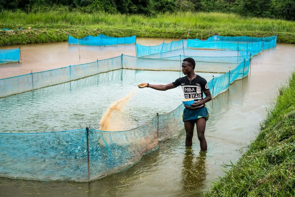 A fish farming project in rural Sierra Leone. Africa’s small-scale fisheries are a potential multi-billion dollar employer, in addition, to playing a critical role in global food security and must be supported by greater research and investment www.theexchange.africa