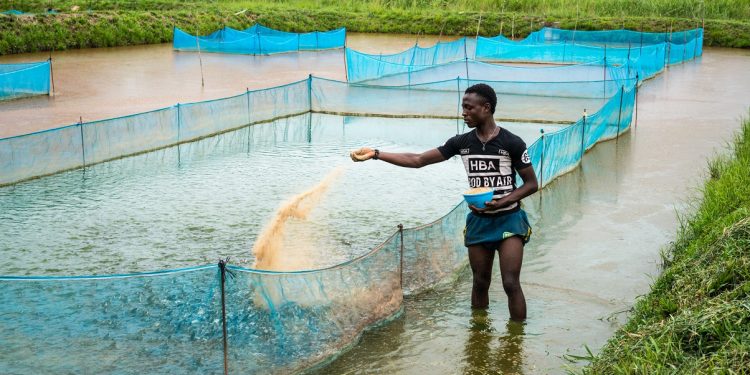 A fish farming project in rural Sierra Leone. Africa’s small-scale fisheries are a potential multi-billion dollar employer, in addition, to playing a critical role in global food security and must be supported by greater research and investment www.theexchange.africa