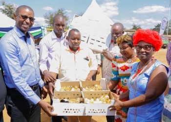 KCB Bank Kenya has launched a Ksh300 million (US$2.9 million) poultry farmer empowerment project in Makueni County, in its latest move to support agro-business in Kenya. This will see over 1,000 poultry farmers in Kibwezi benefit from credit facilities, capital, vaccinated insured chicks, chicken feed and vaccines. The project will be offered under KCB MobiGrow, a mobile-based platform which provides financial and non-financial services to smallholder farmers in Kenya and Rwanda. KCB Group has committed Ksh50 billion for the next five years to be extended to smallholder farmers. This will see more start-up enterprises in the sector access credit facilities at concessionary rates.