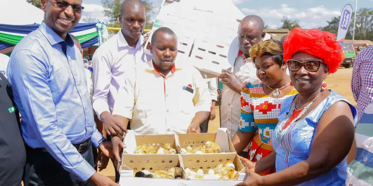KCB Bank Kenya has launched a Ksh300 million (US$2.9 million) poultry farmer empowerment project in Makueni County, in its latest move to support agro-business in Kenya. This will see over 1,000 poultry farmers in Kibwezi benefit from credit facilities, capital, vaccinated insured chicks, chicken feed and vaccines. The project will be offered under KCB MobiGrow, a mobile-based platform which provides financial and non-financial services to smallholder farmers in Kenya and Rwanda. KCB Group has committed Ksh50 billion for the next five years to be extended to smallholder farmers. This will see more start-up enterprises in the sector access credit facilities at concessionary rates.