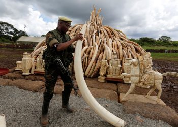 Ivory set for destruction www.theexchange.africa