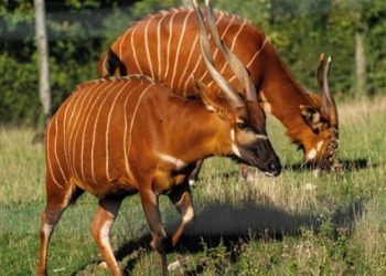 The Kenyan government has announced it will set aside over 750 acres of land within Mount Kenya forest to aide in the conservation of the critically endangered Mountain Bongo. The land will help protect the Mountain Bongo whose numbers have dropped to below 100 animals in the wild. The Mountain Bongo has been classified by the International Union for Conservation of Nature as a critically endangered species. Kenya Wildlife Service (KWS) and Mount Kenya Wildlife Conservancy undertook and presented an Environmental and Social Impact assessment to NEMA ahead of the conservation programme.