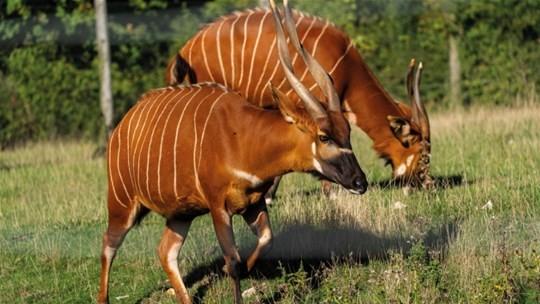 The Kenyan government has announced it will set aside over 750 acres of land within Mount Kenya forest to aide in the conservation of the critically endangered Mountain Bongo. The land will help protect the Mountain Bongo whose numbers have dropped to below 100 animals in the wild. The Mountain Bongo has been classified by the International Union for Conservation of Nature as a critically endangered species. Kenya Wildlife Service (KWS) and Mount Kenya Wildlife Conservancy undertook and presented an Environmental and Social Impact assessment to NEMA ahead of the conservation programme.