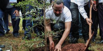 Inside the Ethiopian record breaking 350 Million tree planting campaign