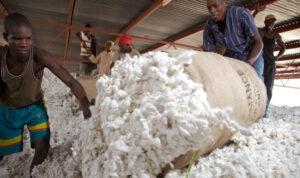 Better Cotton cultivates new horizons in West Africa with Côte d’Ivoire initiative Better Cotton