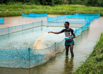 A fish farmer. Questions linger on whether digital agriculture can solve Africa’s economic development issues and address food insecurity challenges. www.https://theexchange.africa