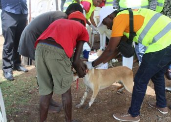 Vaccinating dogs by Kenya animal health professionals during the WVD. Kenya’s animal health industry has launched a new body that will articulate and address the needs of industry players. www.theexchange.africa