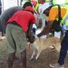 Vaccinating dogs by Kenya animal health professionals during the WVD. Kenya’s animal health industry has launched a new body that will articulate and address the needs of industry players. www.theexchange.africa