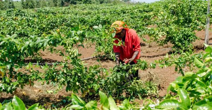 Uganda spends less on agriculture in East Africa