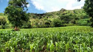 Uganda’s food inflation declines Uganda food inflation declines