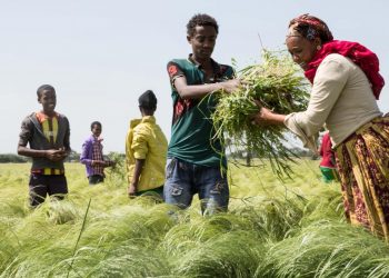 Awash Bank, USAID to help small Agribusinesses in Ethiopia