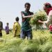 Awash Bank, USAID to help small Agribusinesses in Ethiopia