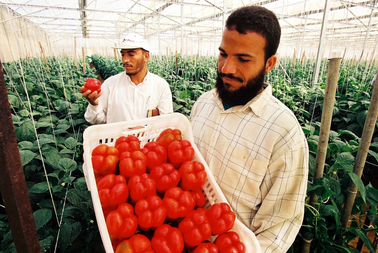 Italy funds agri-business development in Egypt and Iran