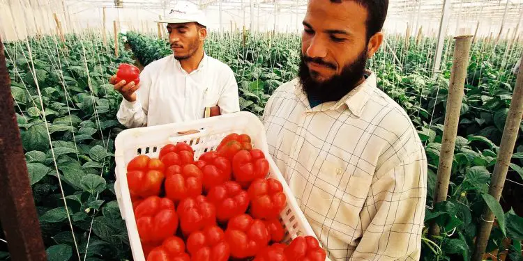 Italy funds agri-business development in Egypt and Iran