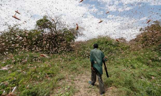 A man walks through a swarm of locust in East of Nairoi Kenya Photo Dai Kurokawa