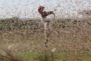 Locust in East Africa: Food security in danger A swarm of locust Photo FAO