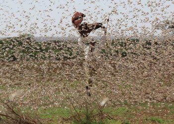 A swarm of locust Photo:FAO : Exchange
