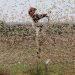 A swarm of locust Photo:FAO : Exchange