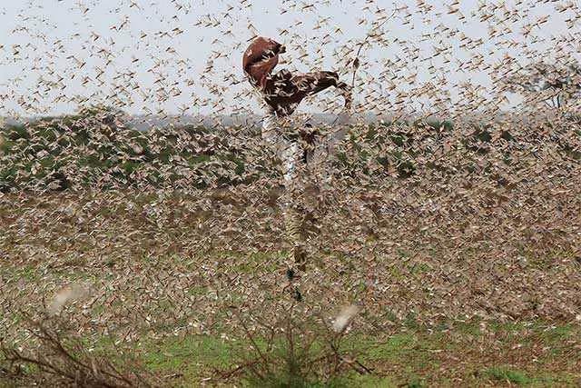 A swarm of locust Photo FAO