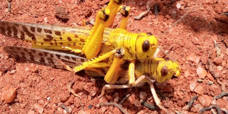 Desert locusts. The East African region is counting the cost with more than 35 million people more are at risk due to the locust invasion. www.theexchange.africa