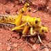 Desert locusts. The East African region is counting the cost with more than 35 million people more are at risk due to the locust invasion. www.theexchange.africa