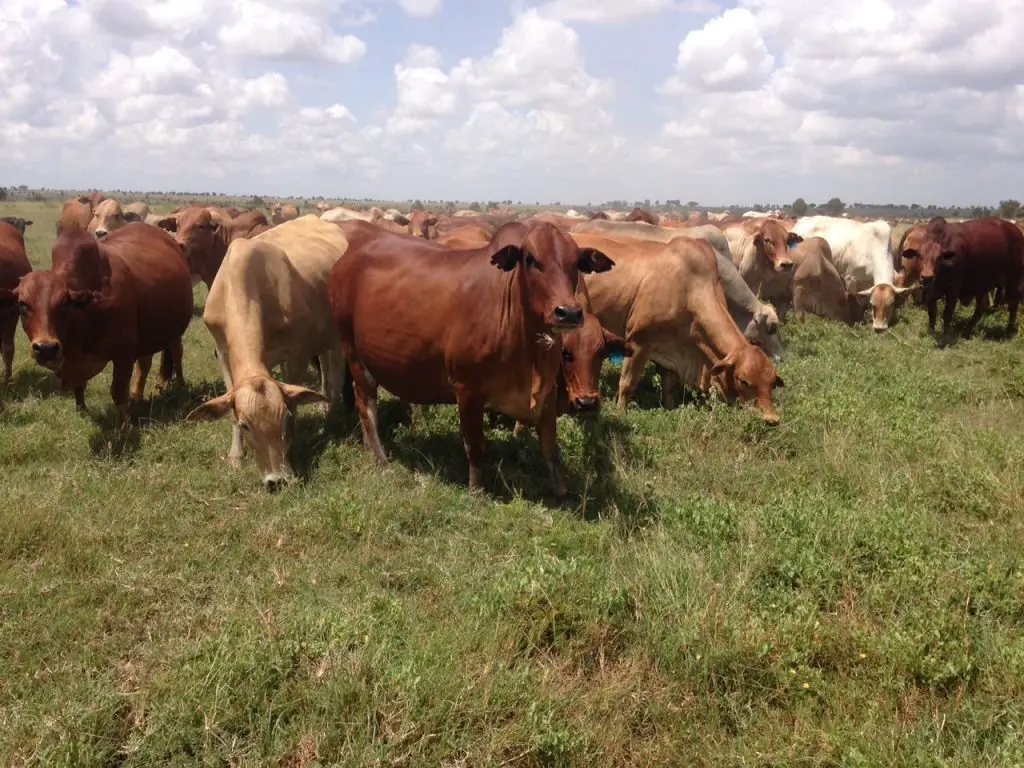 Financing animal feeds in Kenya