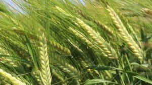 Fear for poor prices as US wheat is ready to access Kenya
