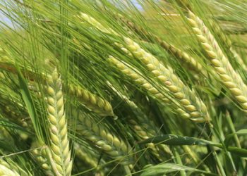 Fear for poor prices as US wheat is ready to access Kenya