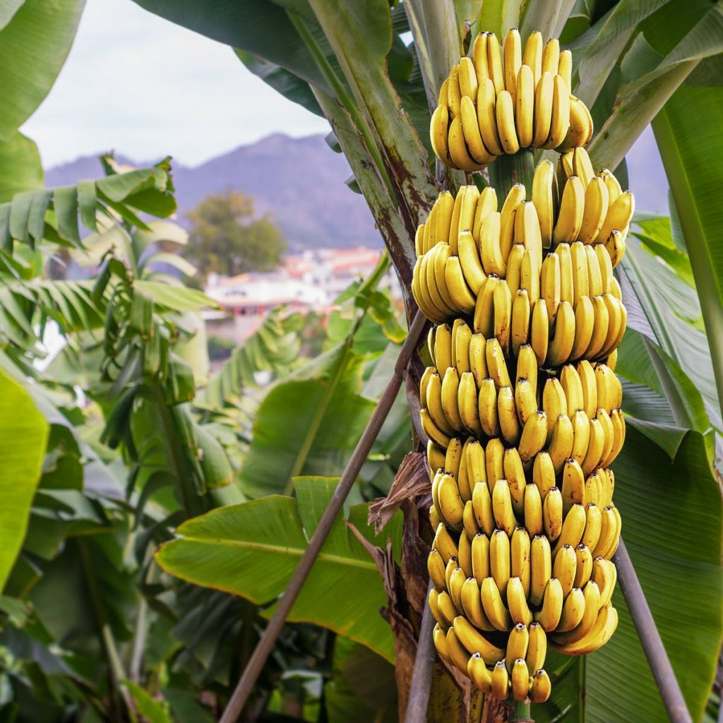 A banana crop. Banana and plantain are important staple foods in many developing countries, especially in Africa. www.theexchange.africa