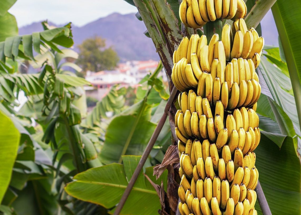 Отравление бананами в Китае