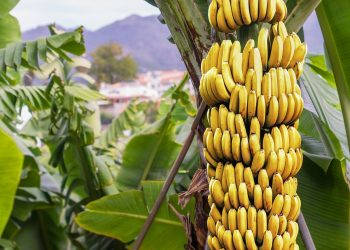 A banana crop. Banana and plantain are important staple foods in many developing countries, especially in Africa. www.theexchange.africa